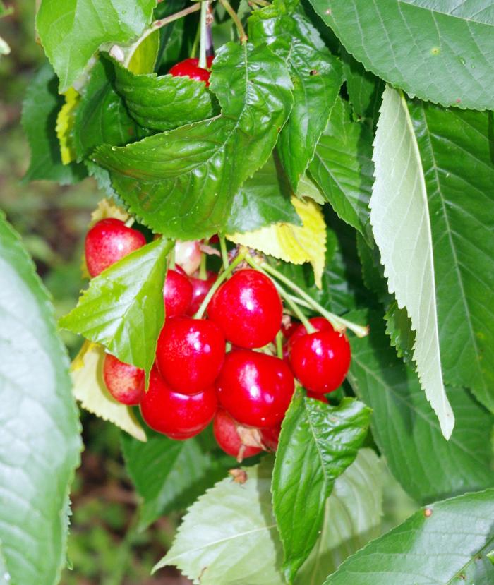 Tjelovo (59)